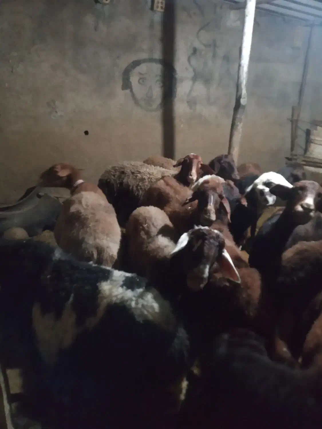 گوسفند|حیوانات مزرعه|رامیان, |دیوار