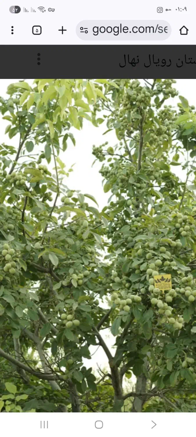 خونه باغ مسکونی دهبکری انقلاب ۱|فروش خانه و ویلا|دهبکری, |دیوار