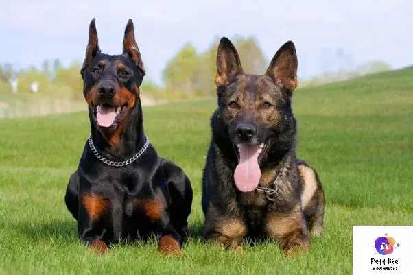 دوبرمن ماده ژرمن شپرد ورک لاین نر|سگ|تبریز, |دیوار