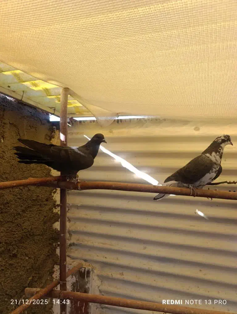 ماده قلاق دمگیر|پرنده|اصفهان, الهیه|دیوار