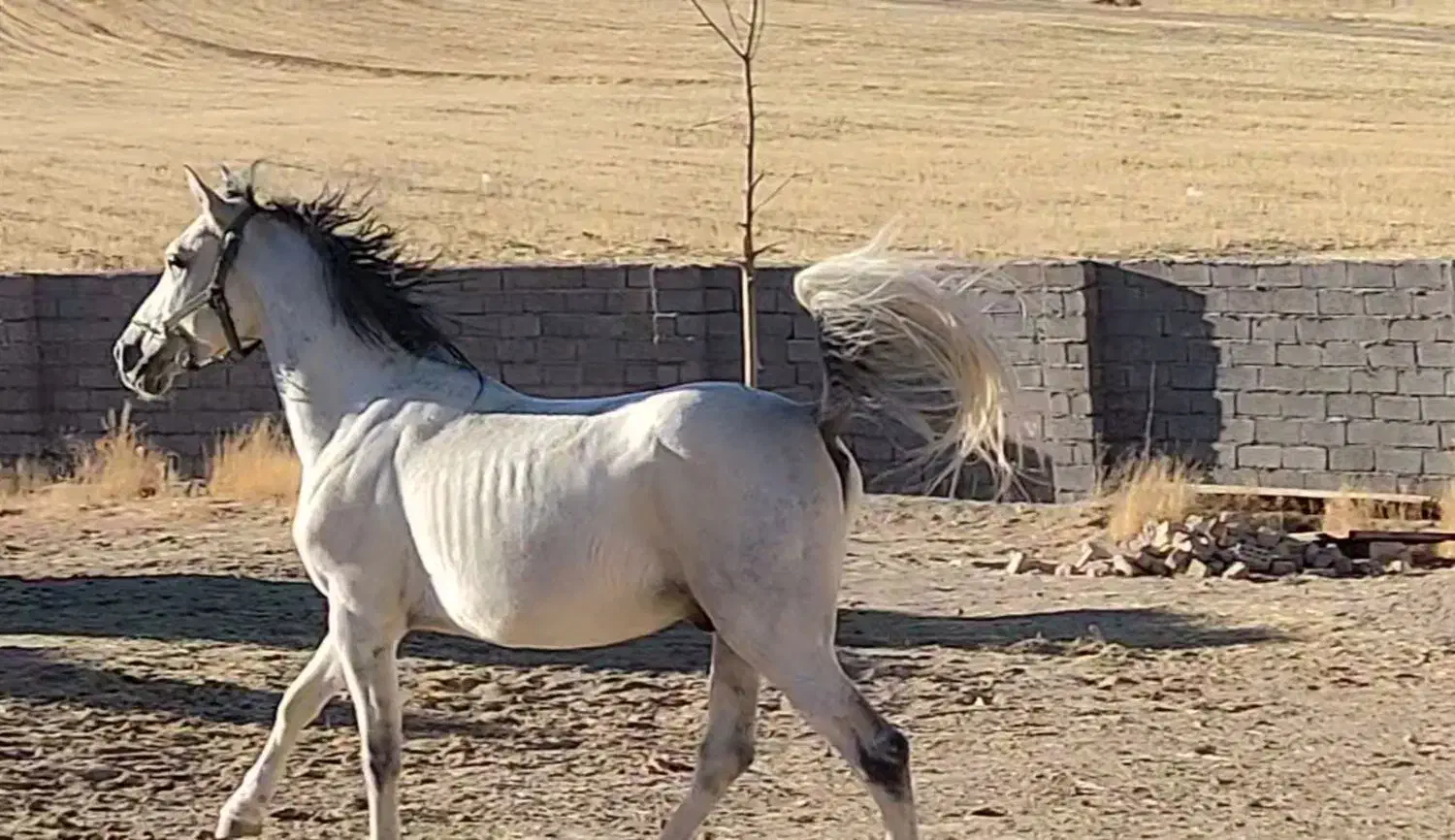 فروش اسب نریان کرد 5 سال|اسب و تجهیزات اسب‌سواری|تکاب, |دیوار