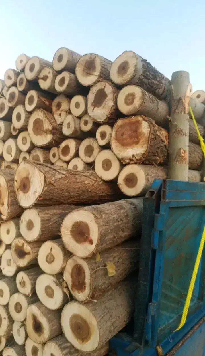 خریدار چوب تر و خشک|خدمات باغبانی و درختکاری|چالدران, |دیوار