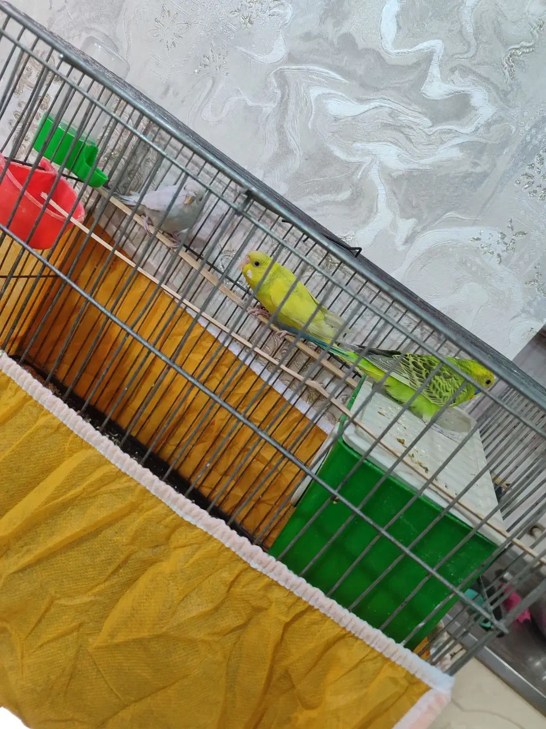 یک جفت مرغ عشق و جوجشون|پرنده|اهواز, فتح|دیوار