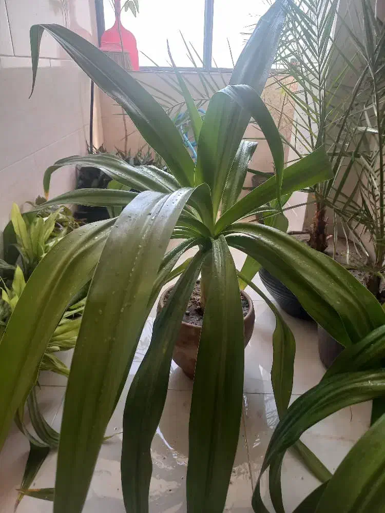 گل طبیعی|گل و گیاه طبیعی|کازرون, |دیوار