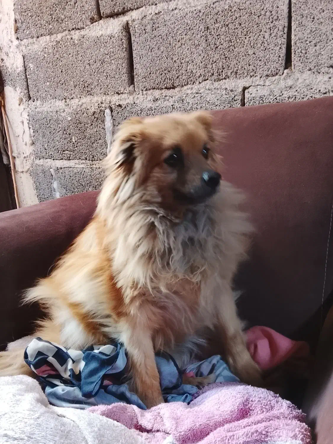 سگ پامرانین|سگ|رباطکریم, رباطکریم|دیوار