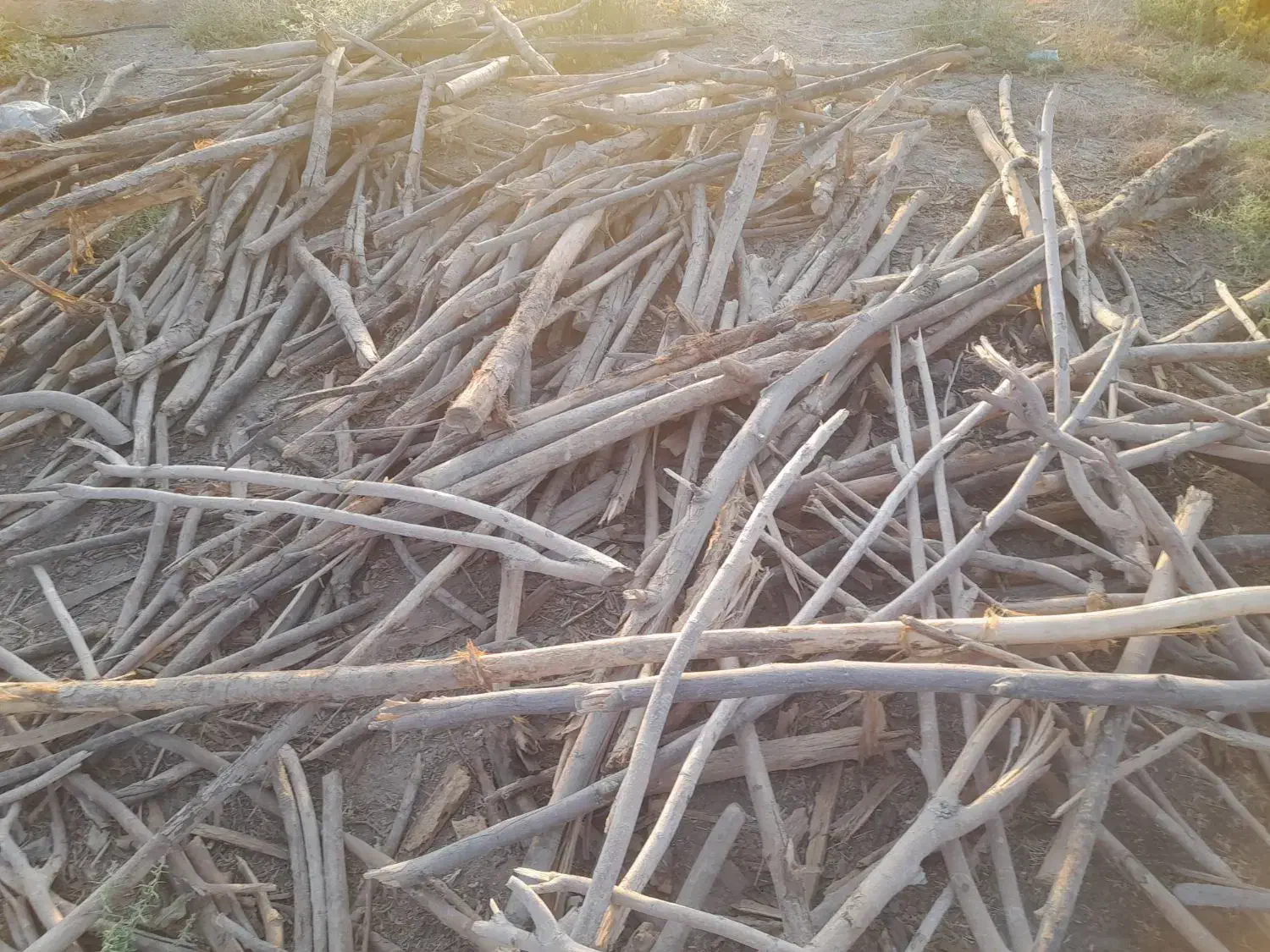 خرید انواع چوب درخت|خدمات باغبانی و درختکاری|کنگاور, |دیوار