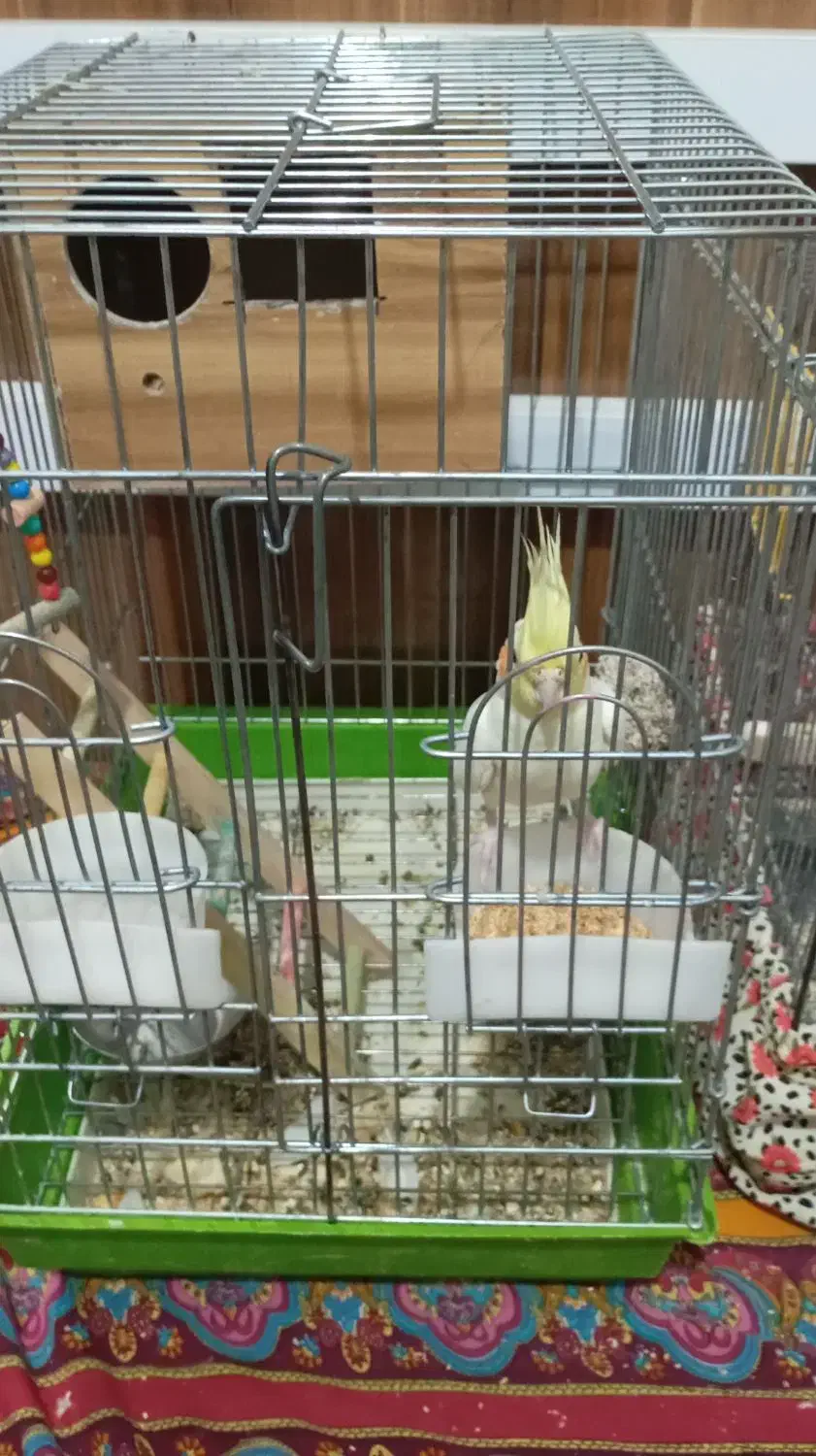 فروشی|پرنده|هشتگرد, شهرک راه آهن|دیوار