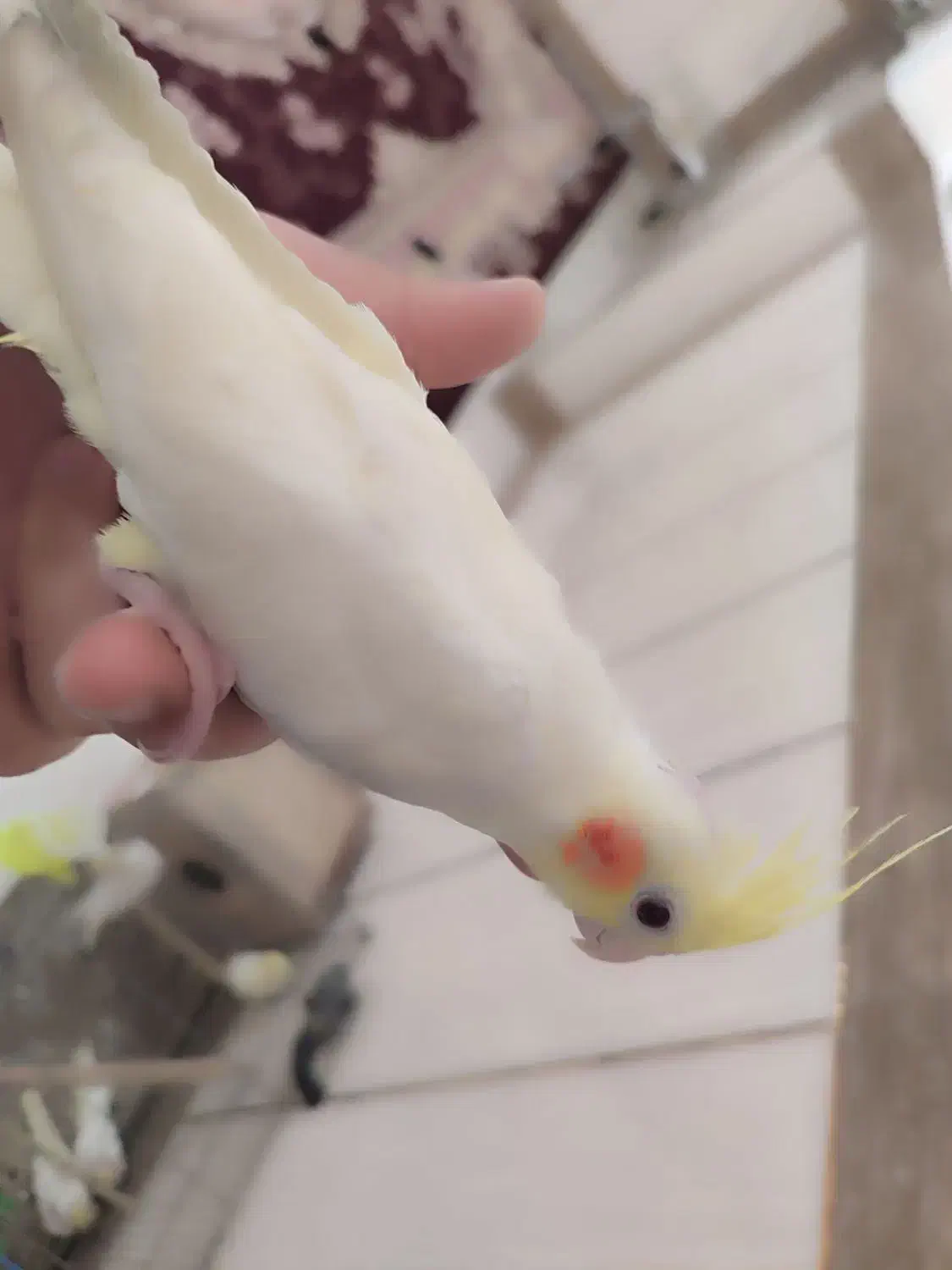 عروس هلندی لوتینو|پرنده|نجفآباد, منتظری شمالی|دیوار