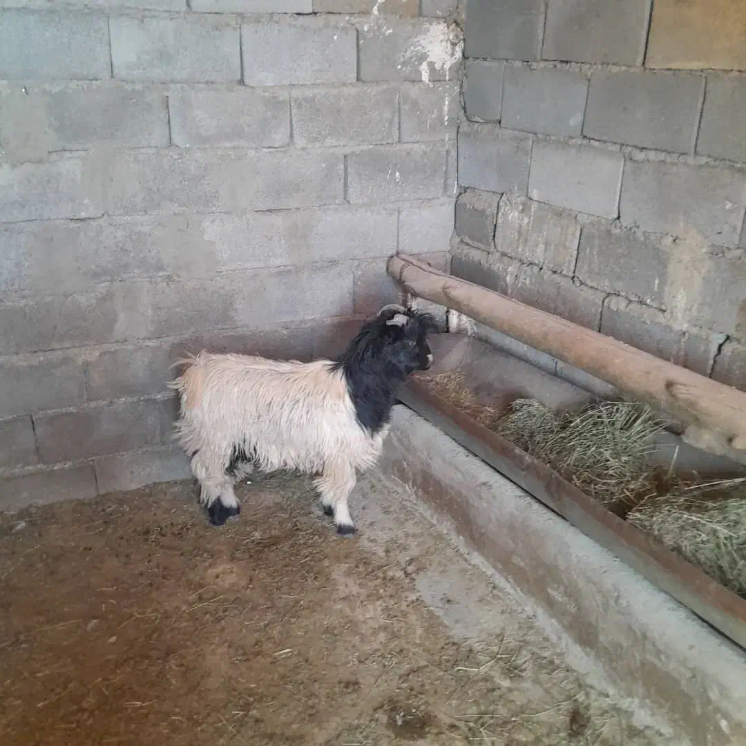 گوسفند،بزغاله‌فروشی|حیوانات مزرعه|گلپایگان, |دیوار