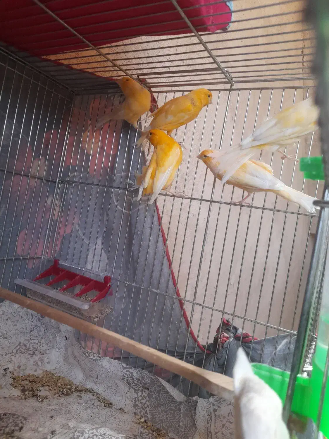 فروش قناری|پرنده|آباده, |دیوار