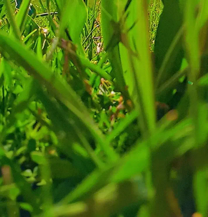 بز و بزغاله|حیوانات مزرعه|مریوان, |دیوار