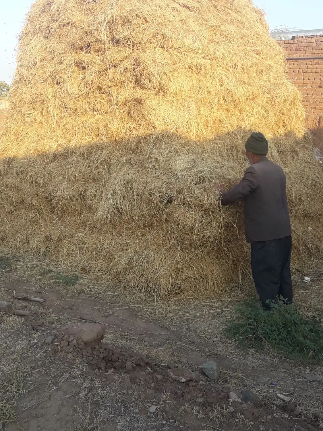 یونجه|لوازم جانبی حیوانات|خوی, |دیوار