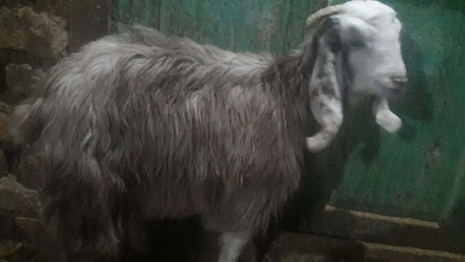 بزغاله ماده|حیوانات مزرعه|کنگاور, |دیوار