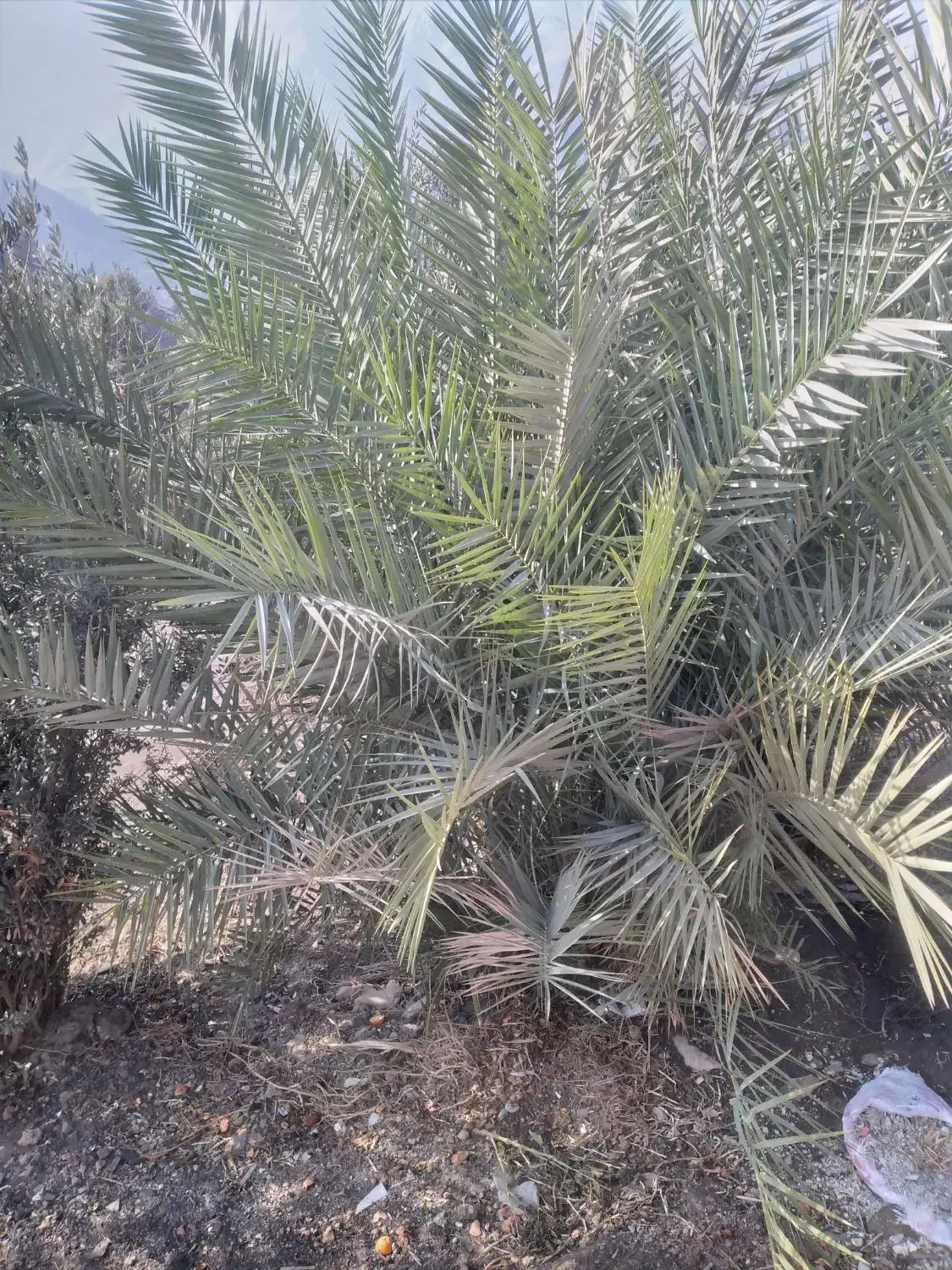 نخل (خرما) تزئینی|گل و گیاه طبیعی|رودبار, |دیوار