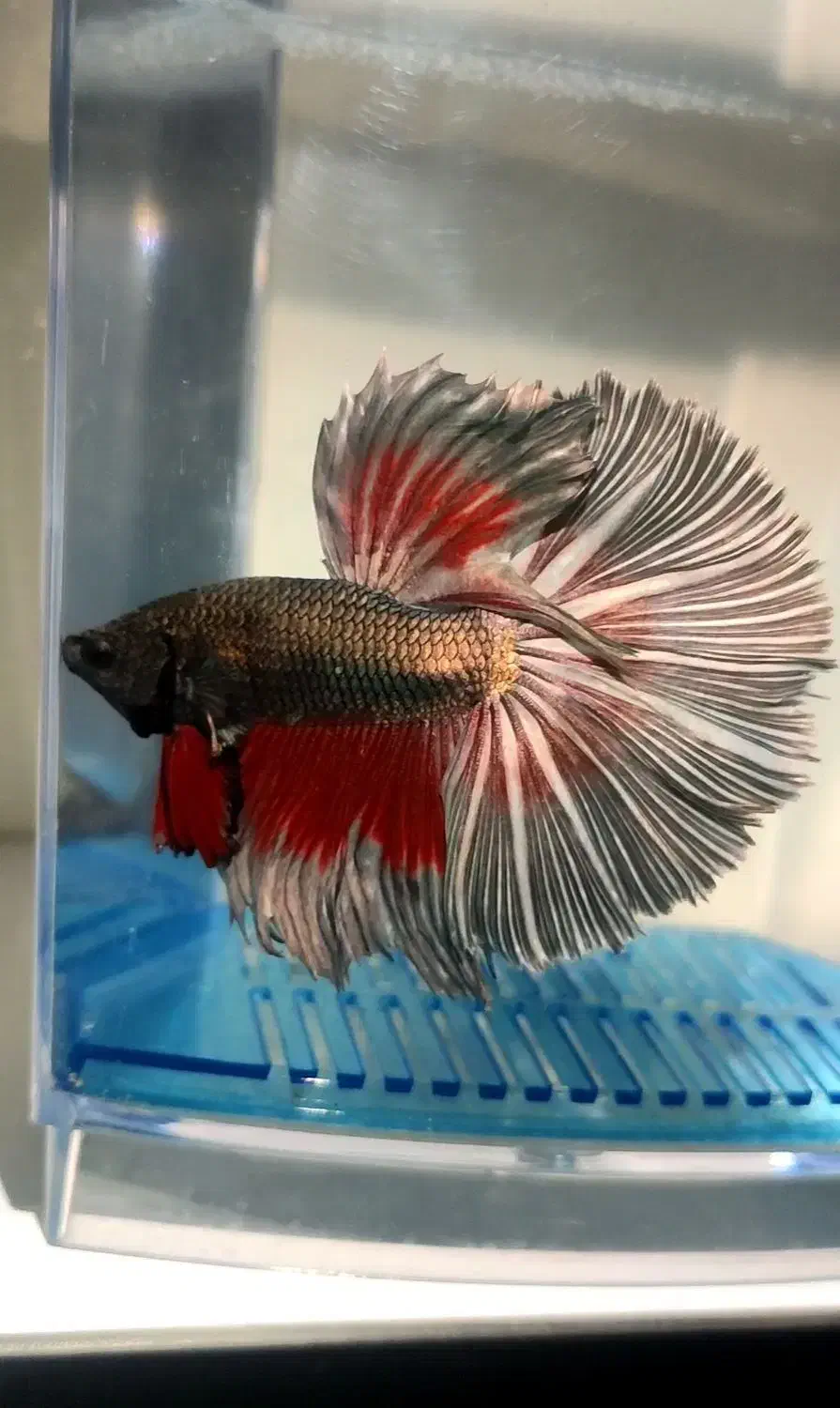 ماهی فایتر خاص|ماهی|اهواز, زیباشهر|دیوار