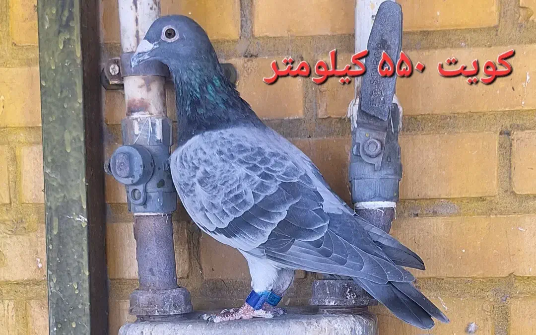 تعدادی کبوتر خوب|پرنده|اهواز, کوی مهدیس|دیوار