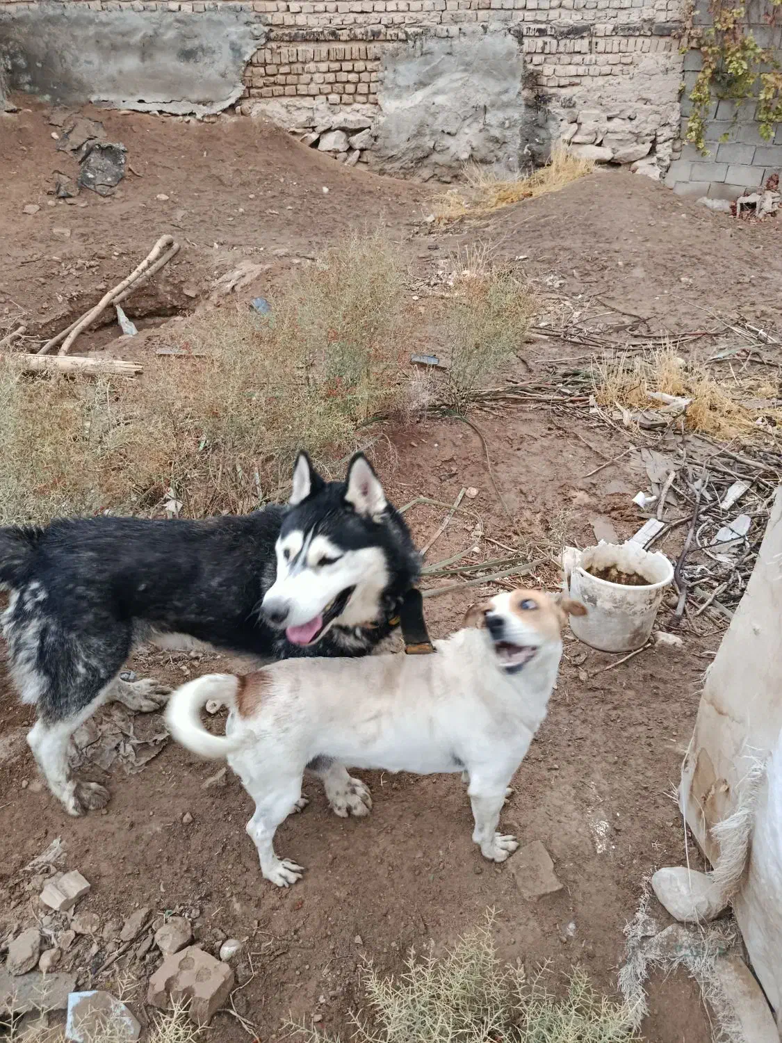 هاسکی اصلی فوری واگذار میشود|سگ|بجنورد, |دیوار