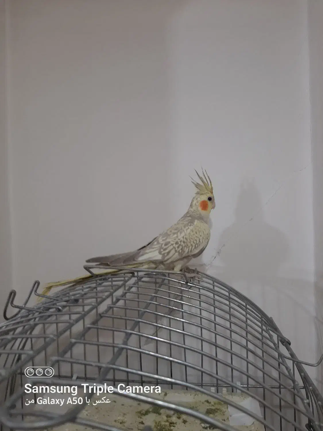 عروس هلندی ماده|پرنده|تهران, دستغیب|دیوار