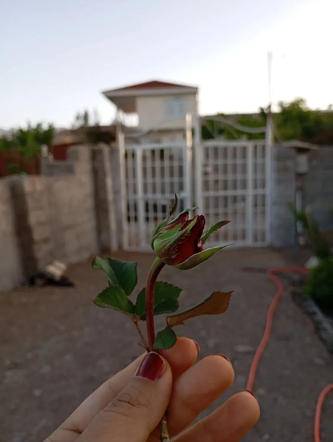 اجاره مغازه ۲۴ متری|اجارهٔ مغازه و غرفه|جیرفت, |دیوار