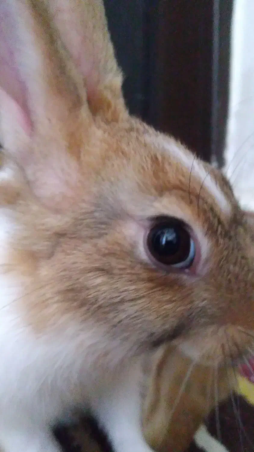 خرگوش|موش و خرگوش|رشت, لاکان|دیوار