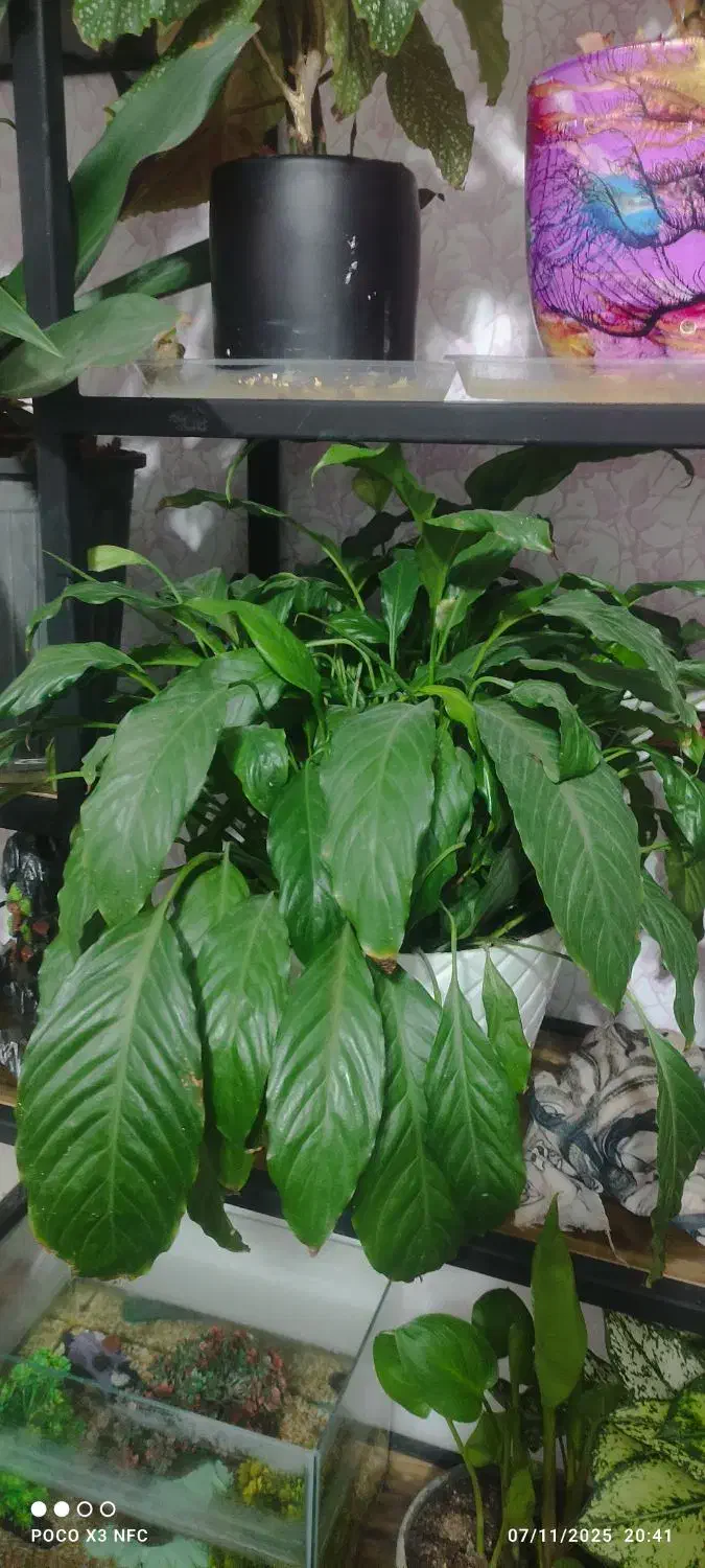 گل طبیعی زیبا وشاداب|گل و گیاه طبیعی|جوانرود, |دیوار