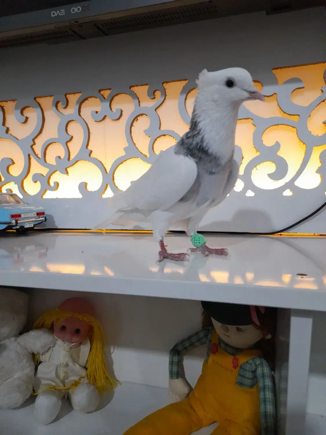 کبوتر|پرنده|کرمانشاه, |دیوار