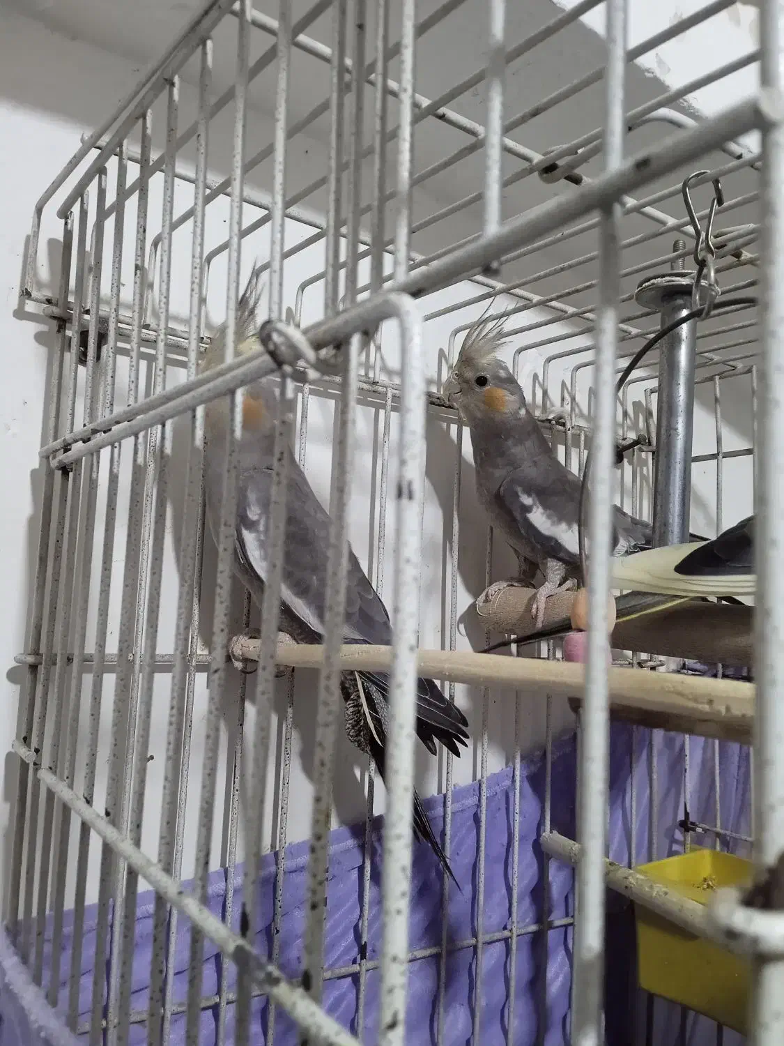 پرنده عروس ۵ماهه|پرنده|رشت, توشیبا|دیوار