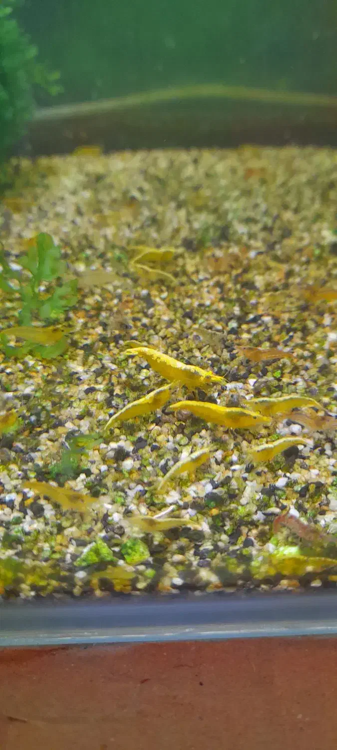 حراج شریمپ یا میگو|ماهی|دوگنبدان, |دیوار