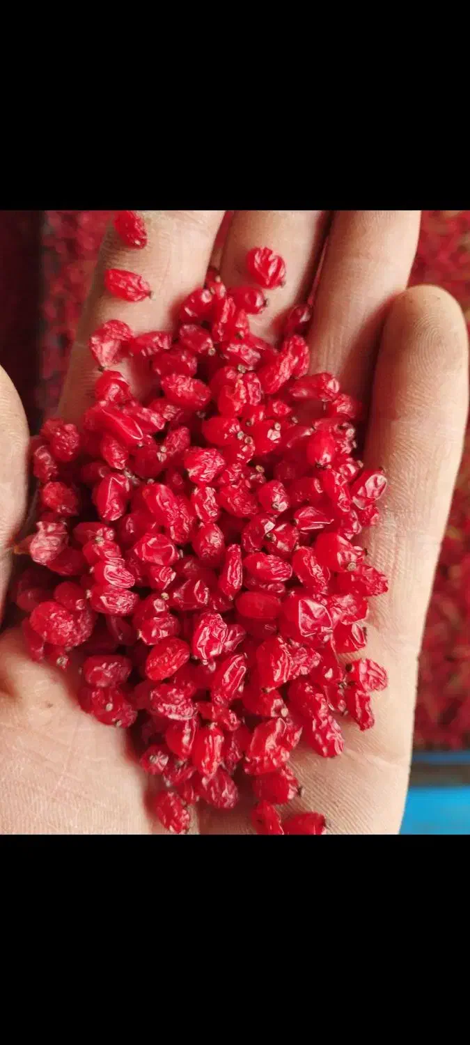 زرشک پفکی درجه یک خراسان جنوبی|خوردنی و آشامیدنی|شیراز, اصلاح‌نژاد|دیوار