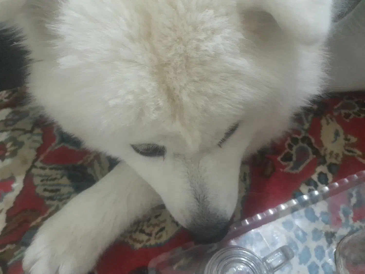 سگ سامویید|سگ|پرند, فاز ۶|دیوار