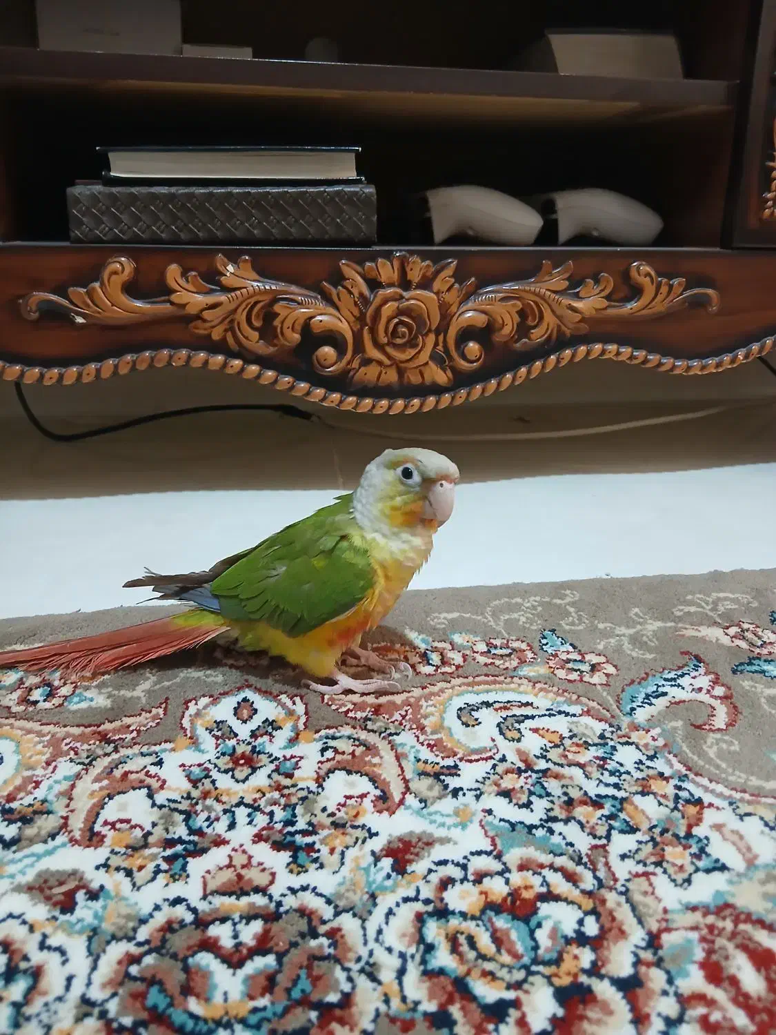 طوطی گرینجیک|پرنده|ماهدشت, |دیوار