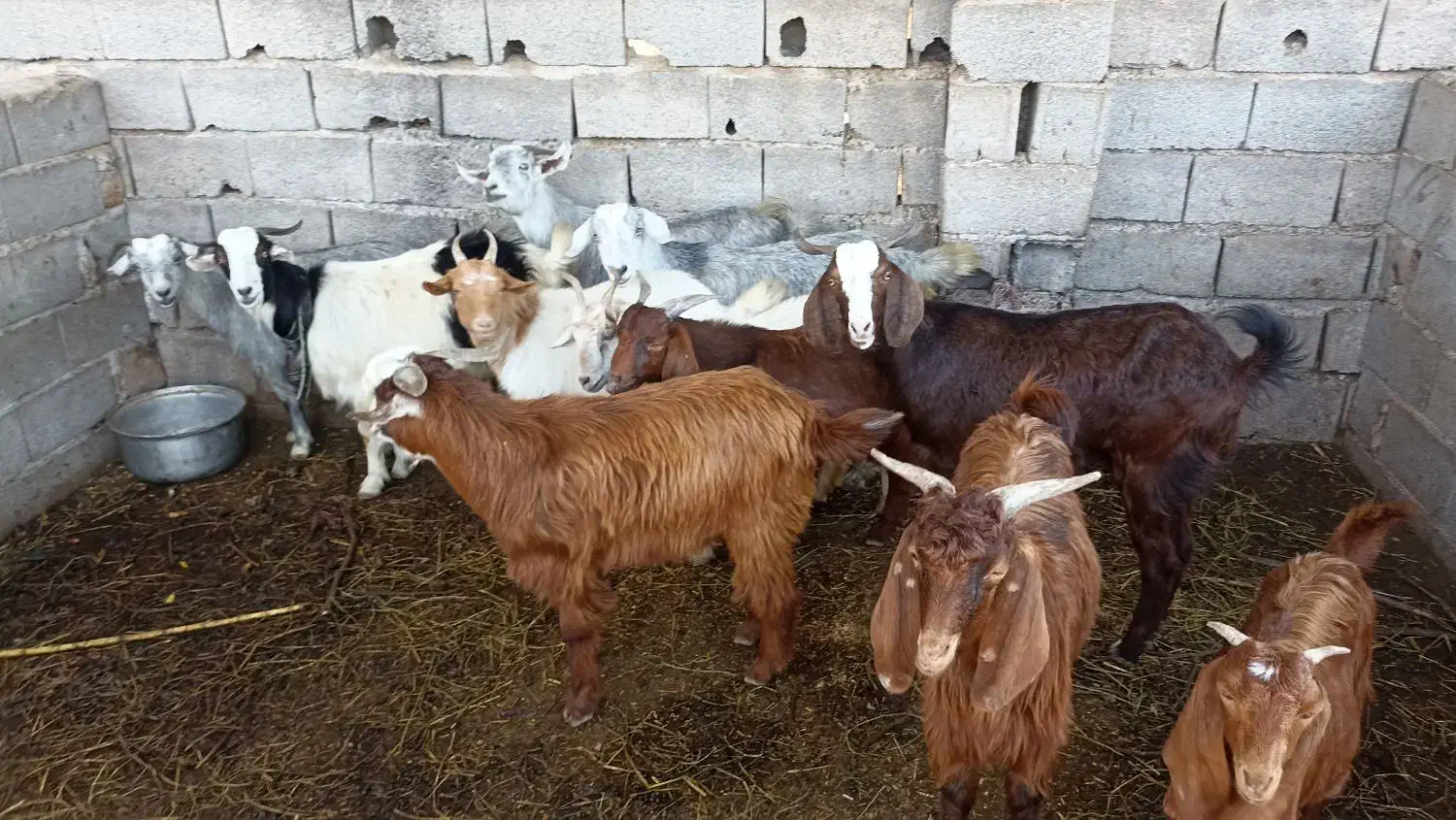 بز بزغاله معاوضه با بره گوسفند|حیوانات مزرعه|قرق, |دیوار