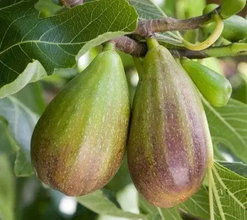 نهال انجیر و سایر نهال ها|خدمات باغبانی و درختکاری|مراغه, |دیوار