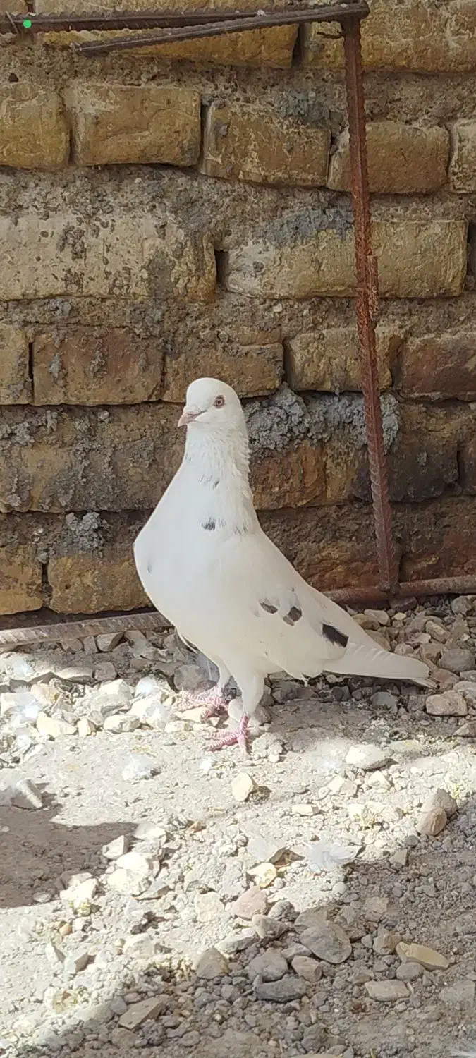 کفتر پرشی|پرنده|دهلران, |دیوار