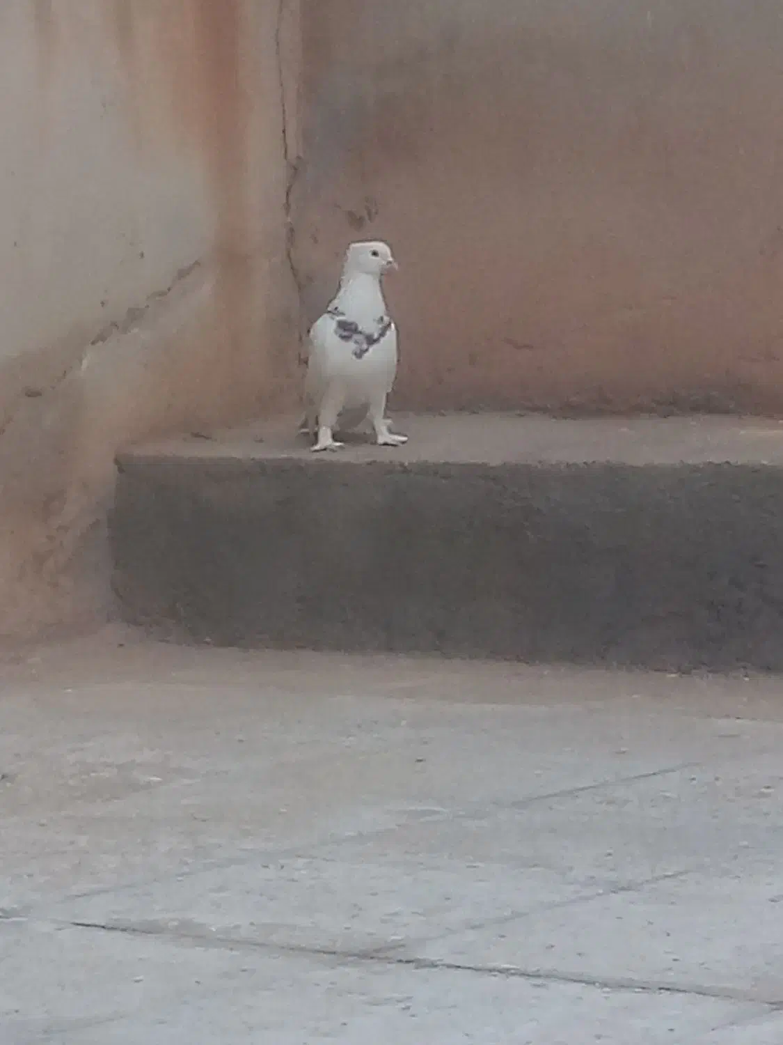 کفتر طوقی|پرنده|تایباد, |دیوار