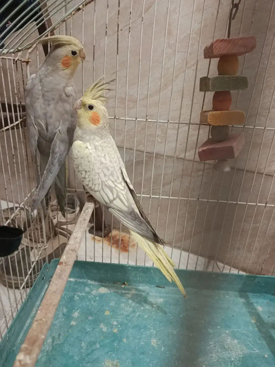 عروس هلندی|پرنده|رباطکریم, رباطکریم|دیوار