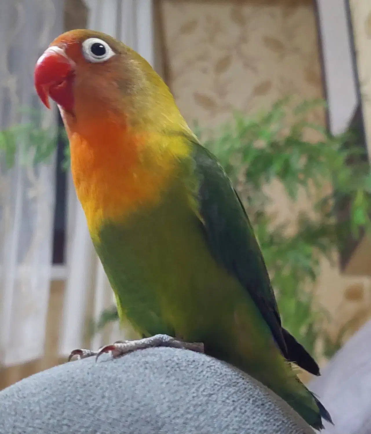 طوطی برزیلی ماده|پرنده|شاهینشهر, مسکن مهر|دیوار