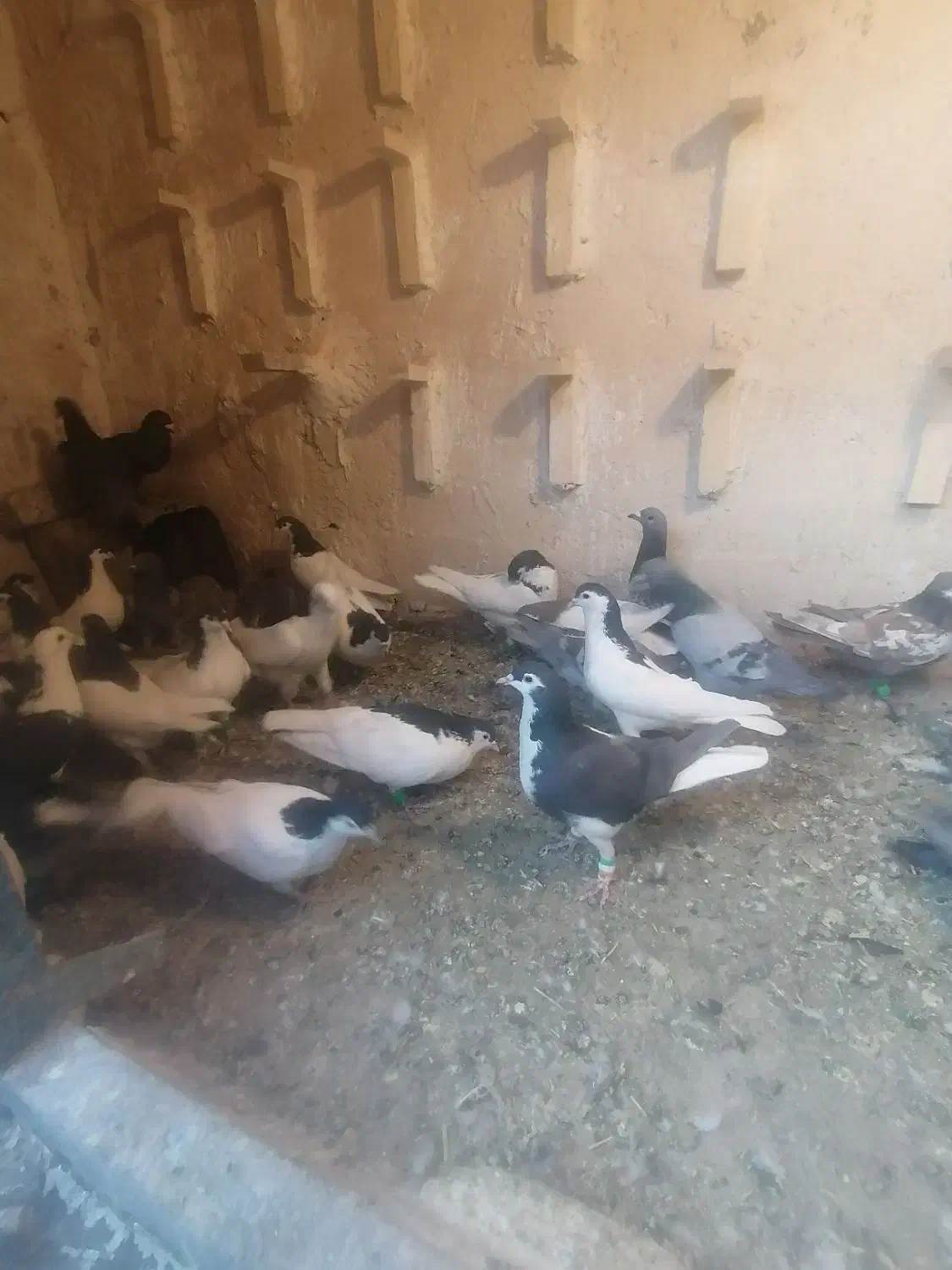 کفتر ساده|پرنده|بردسکن, |دیوار