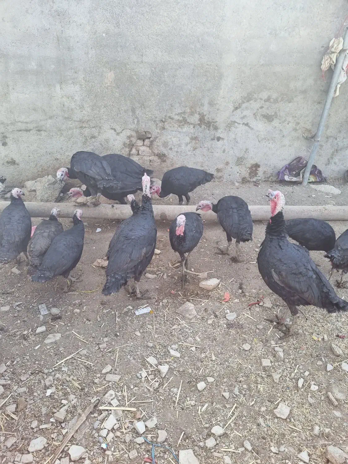 بوقلمون|حیوانات مزرعه|شیروان (لرستان), |دیوار