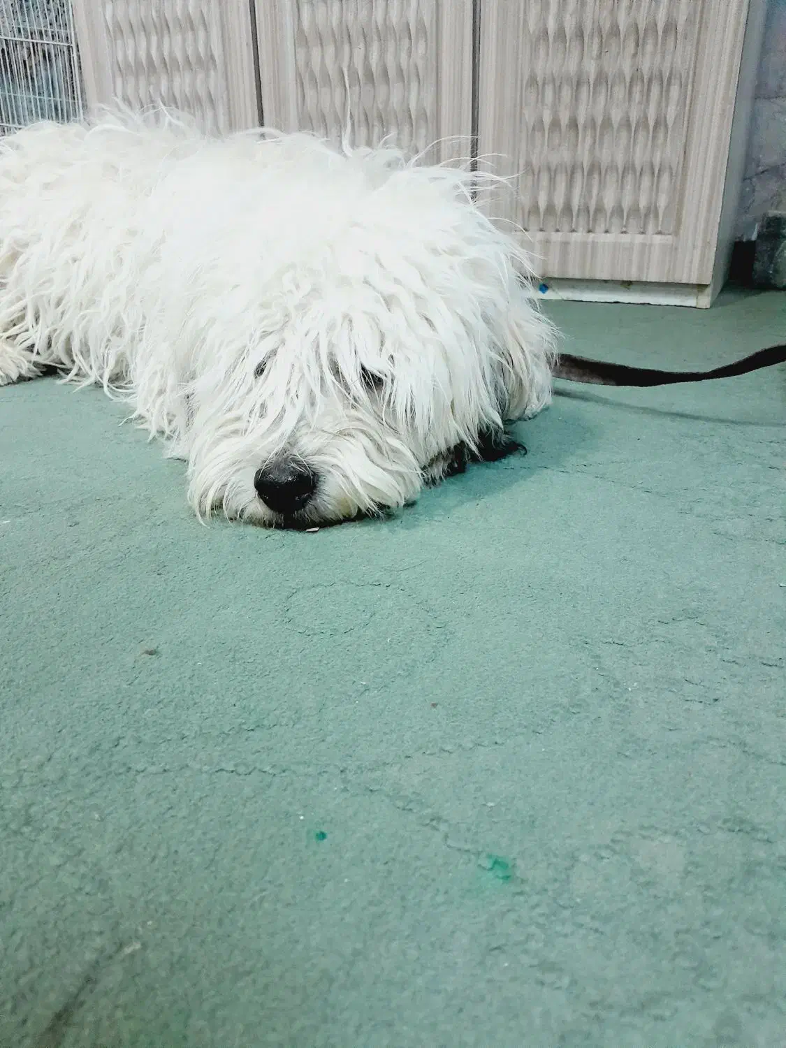 سگ شیتزو بازی گوش|سگ|مشهد, موعود|دیوار