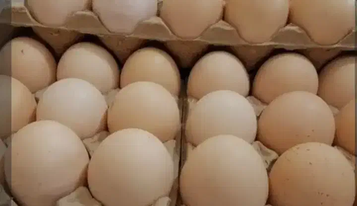 تخم مرغ محلی|خوردنی و آشامیدنی|شیروان (خراسان), |دیوار