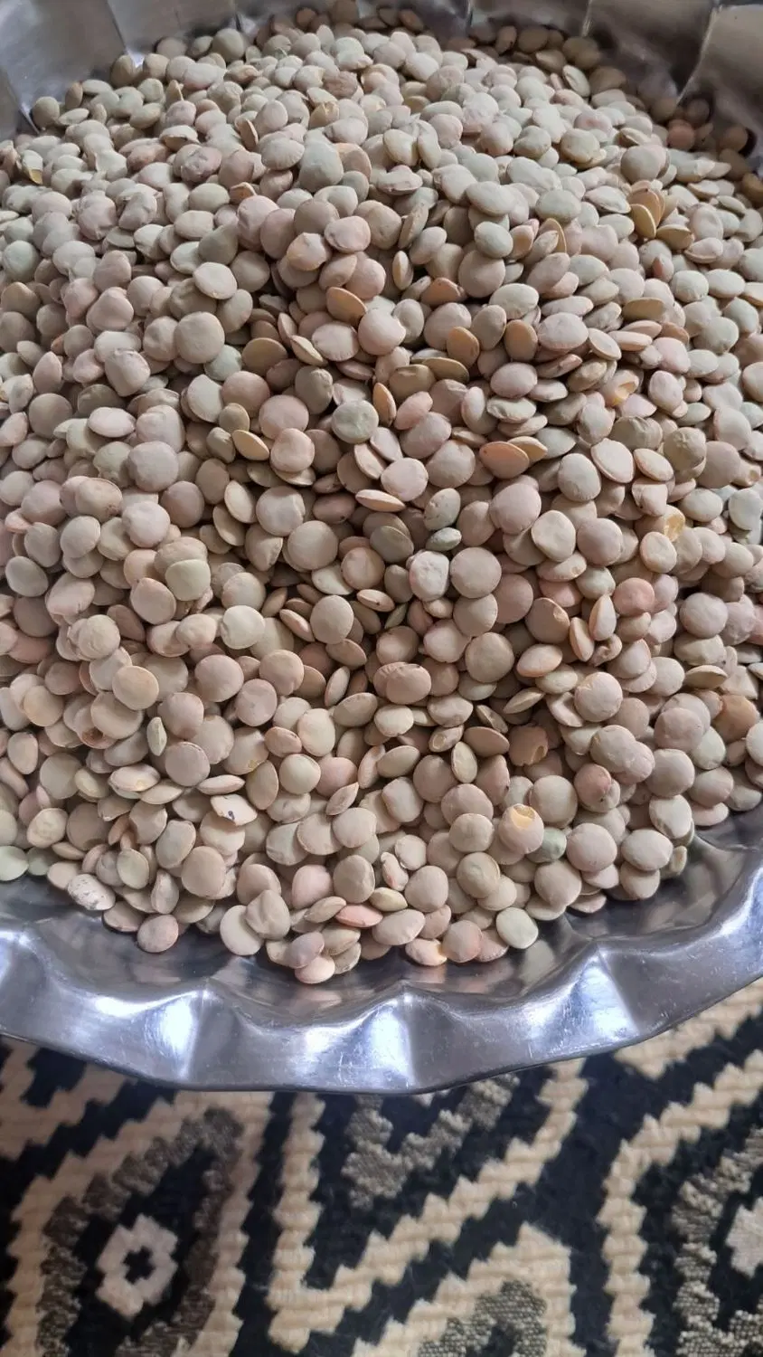 عدس|خوردنی و آشامیدنی|ابهر, |دیوار