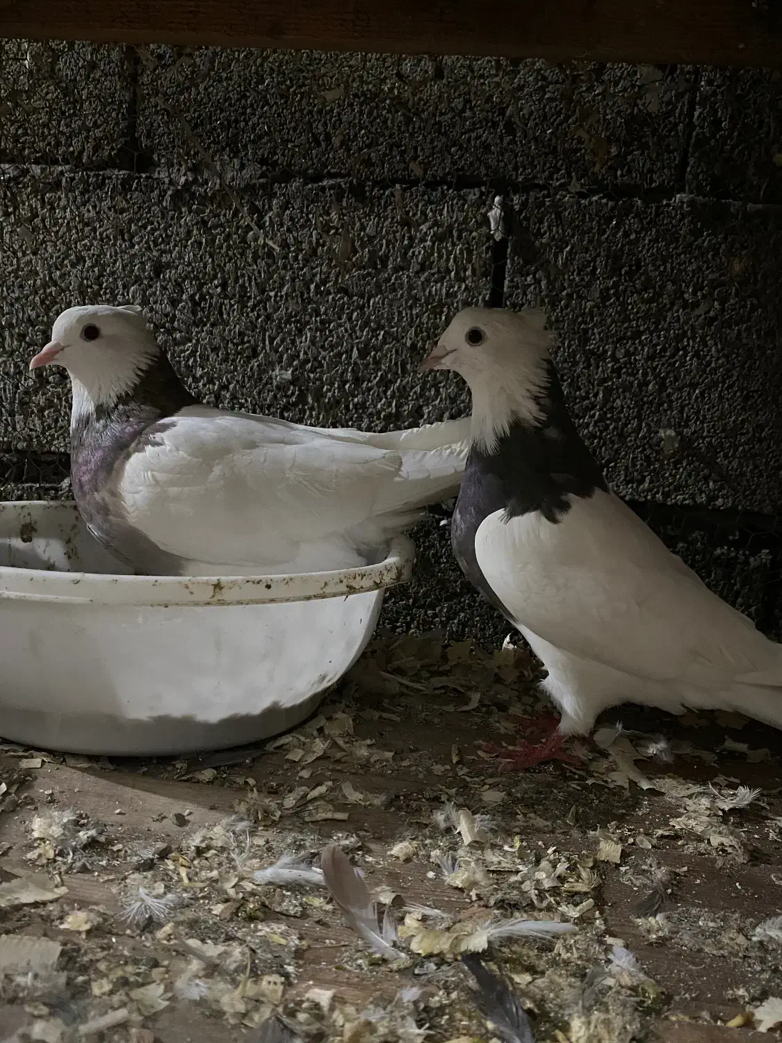 کبوتر کفتر ۴۰تایی زیر قیمت ۱۷۰ تومن|پرنده|نوشهر, |دیوار