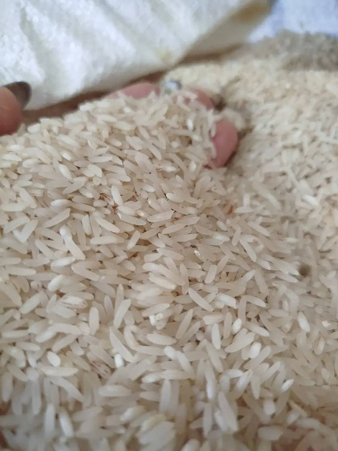 برنجامساله فجر|خوردنی و آشامیدنی|مزرعه کتول, |دیوار