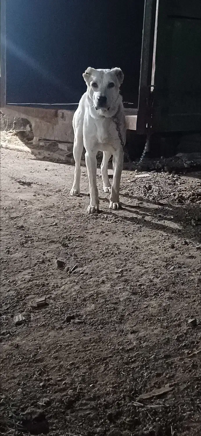 واگذاری توله آلابای|سگ|اصفهان, ارغوانیه|دیوار