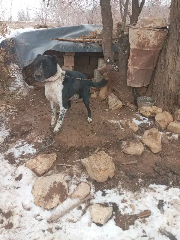 سگ سرابی|سگ|فریدونشهر, |دیوار