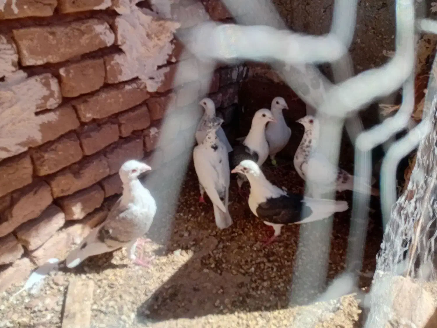 آلمانی پرشی|پرنده|زاوه, |دیوار