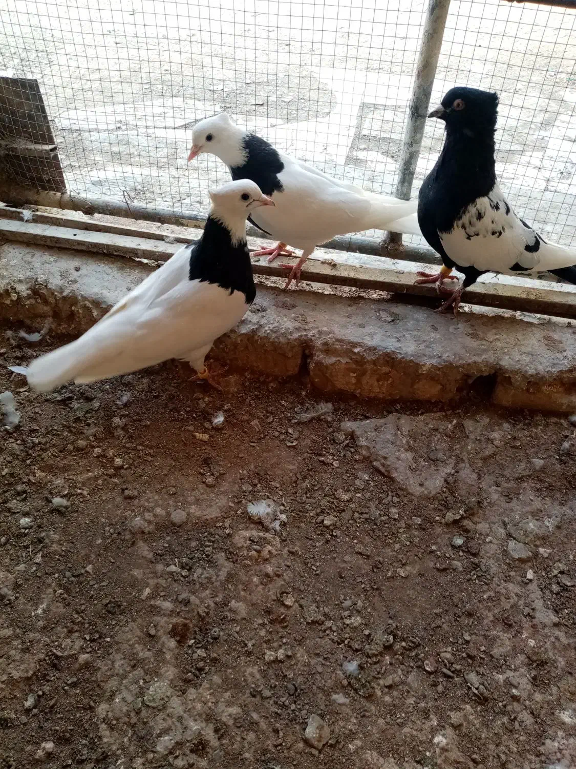 کبوتر. سینه ای و طوقی|پرنده|کبودرآهنگ, |دیوار