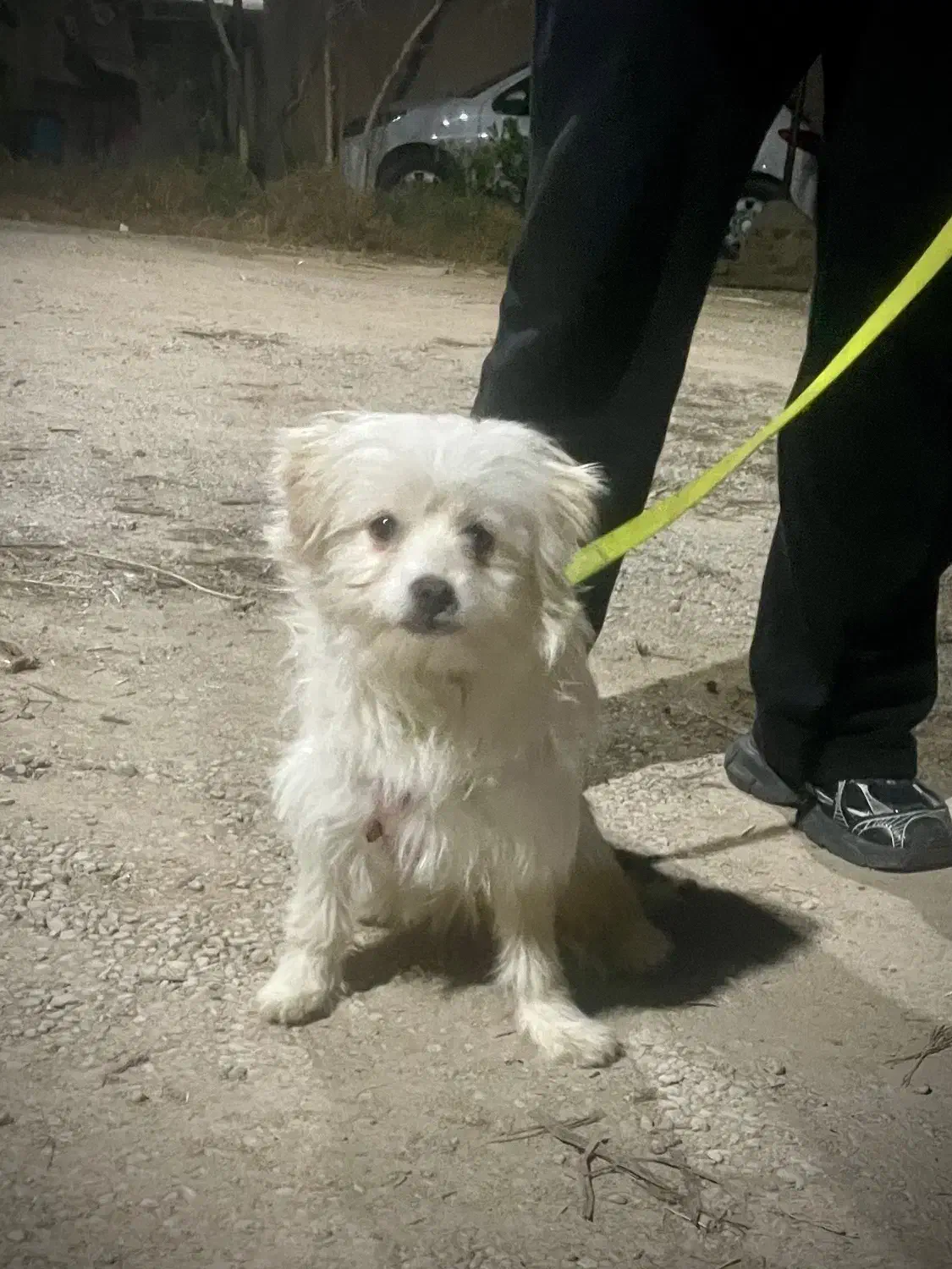 سگ اشپیتز خیلی اروم|سگ|یزد, |دیوار