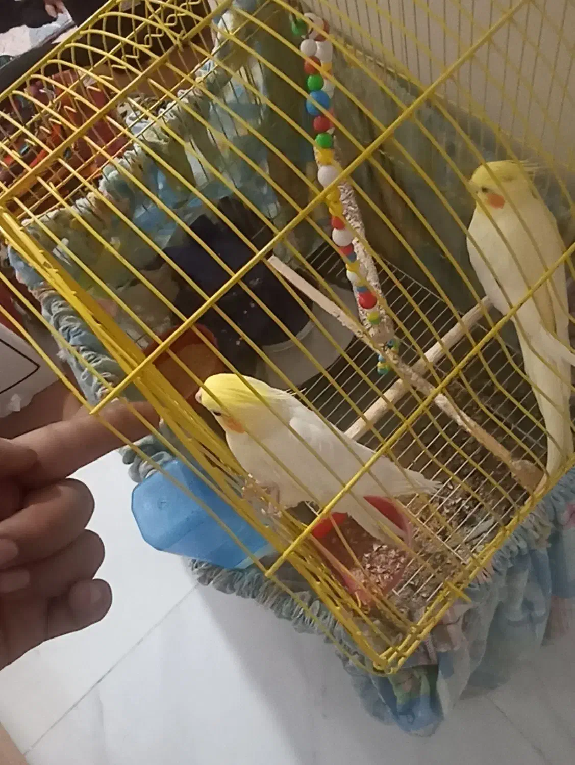 یک جفت عروس هلندی اهلی|پرنده|اهر, |دیوار